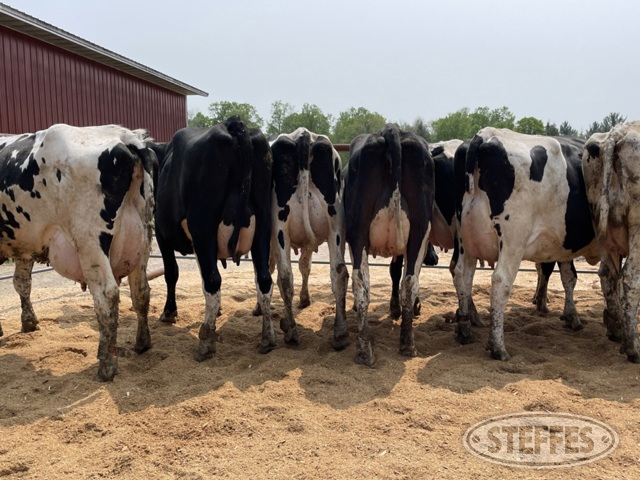 (33 Head) Holstein cows